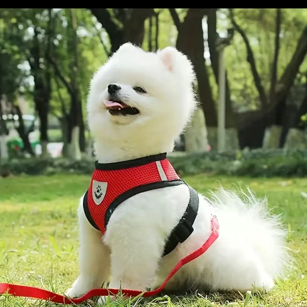 Red Harness & Leash Set